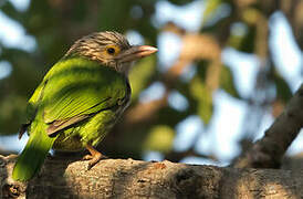 Lineated Barbet