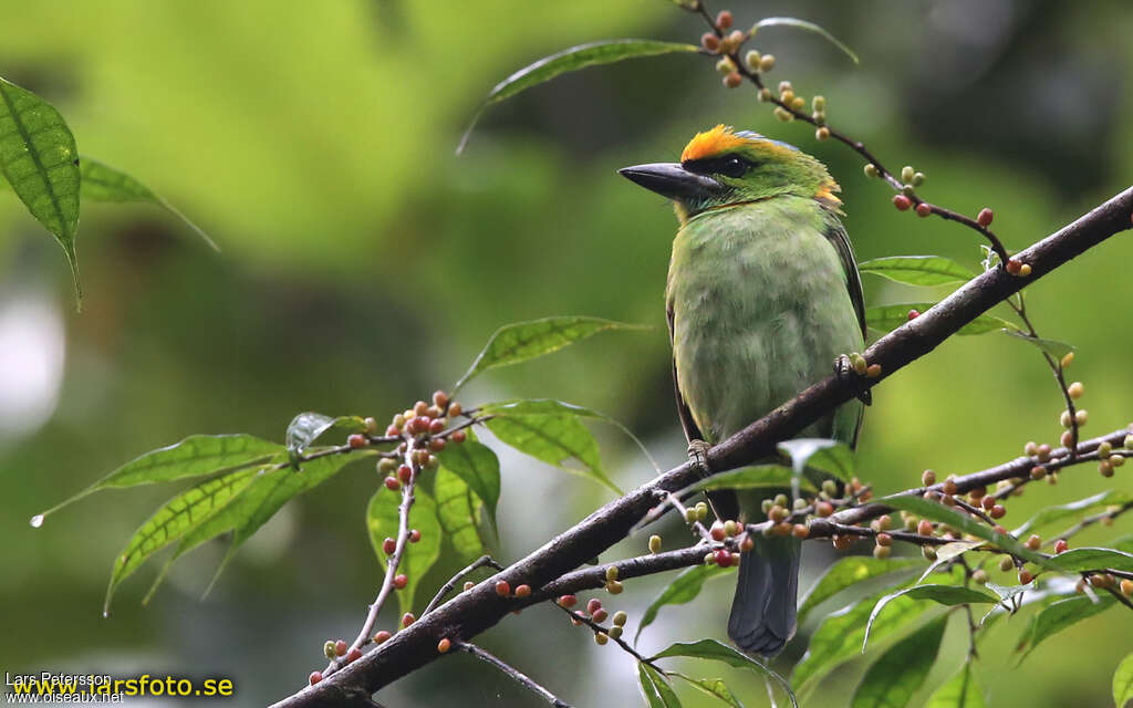 Flame-fronted Barbetadult