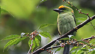 Flame-fronted Barbet