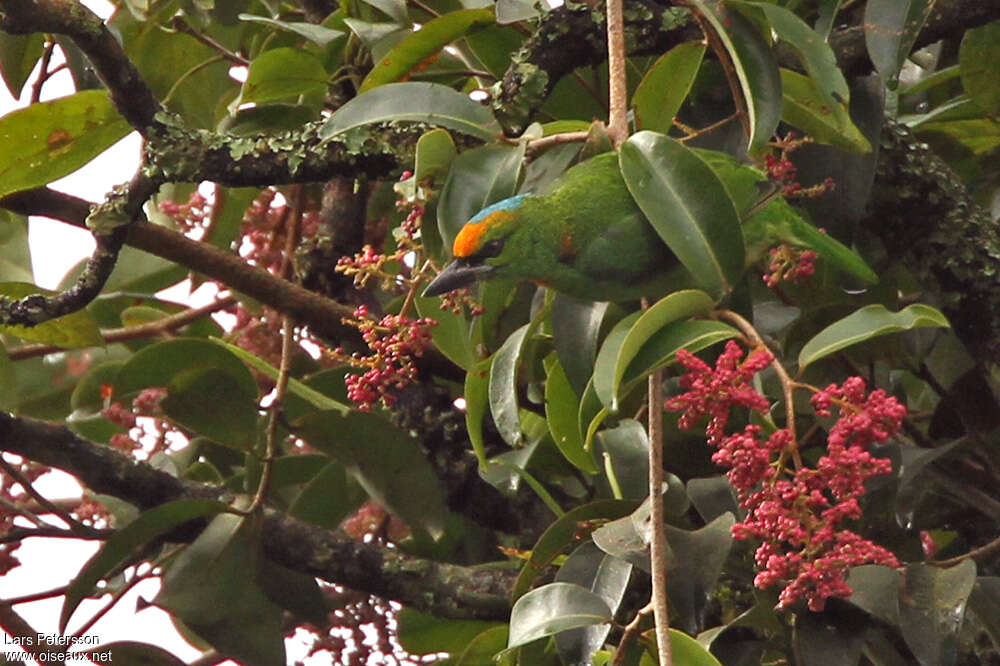 Flame-fronted Barbetadult, feeding habits