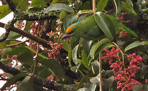 Flame-fronted Barbet