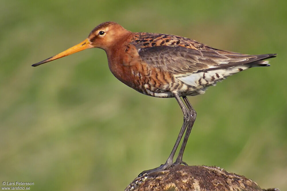 Black-tailed Godwit