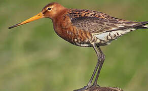 Black-tailed Godwit