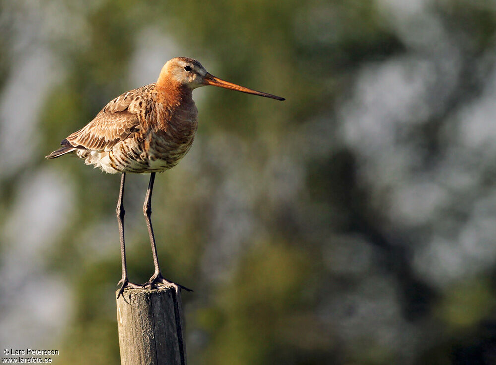 Black-tailed Godwit