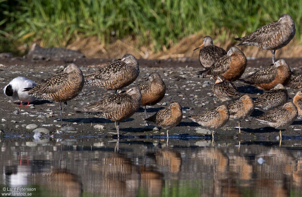 Hudsonian Godwit