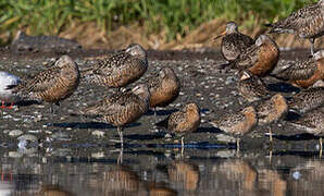 Hudsonian Godwit