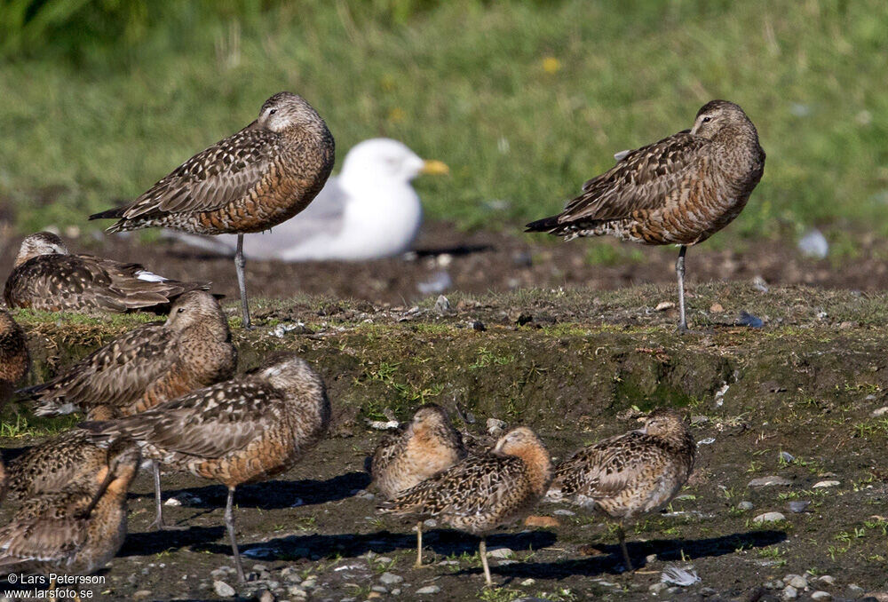 Hudsonian Godwit