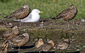 Hudsonian Godwit