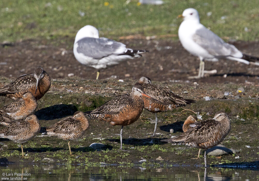 Hudsonian Godwitadult, identification