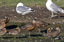 Hudsonian Godwit