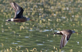 Hudsonian Godwit