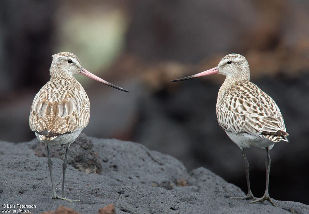 Bar-tailed Godwit