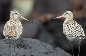 Bar-tailed Godwit