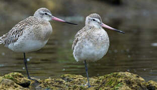 Bar-tailed Godwit