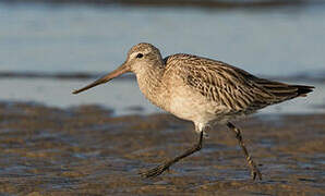 Bar-tailed Godwit