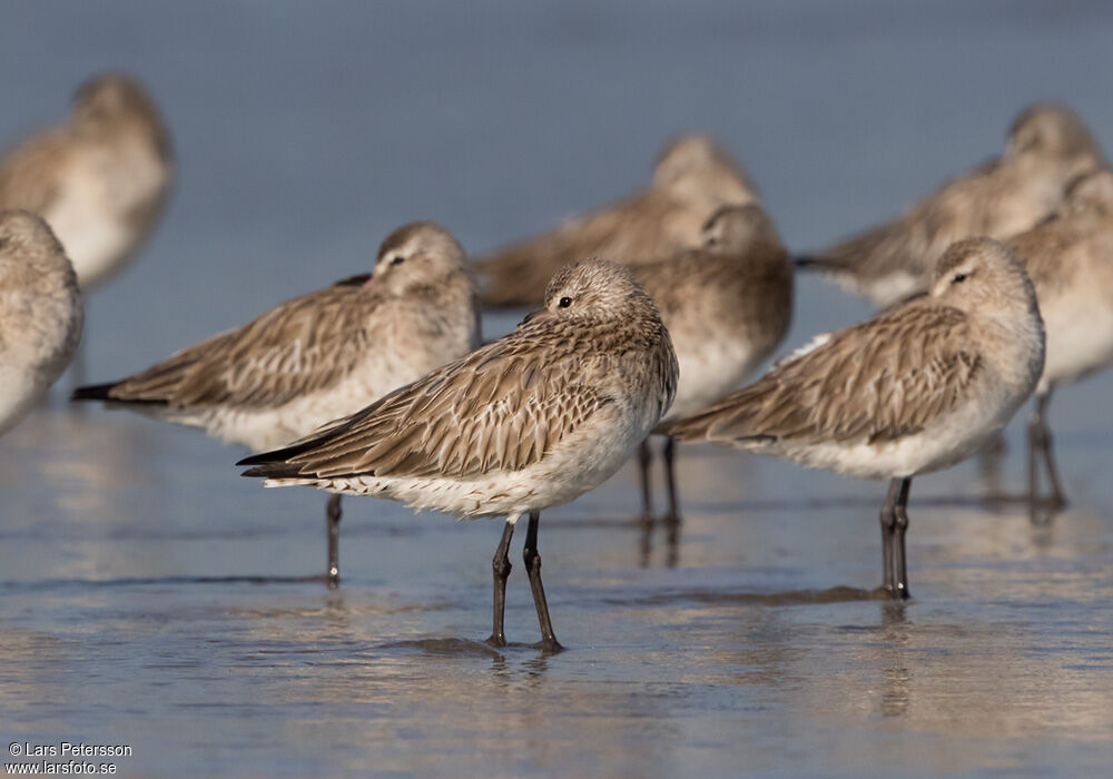 Bar-tailed Godwit