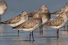 Bar-tailed Godwit