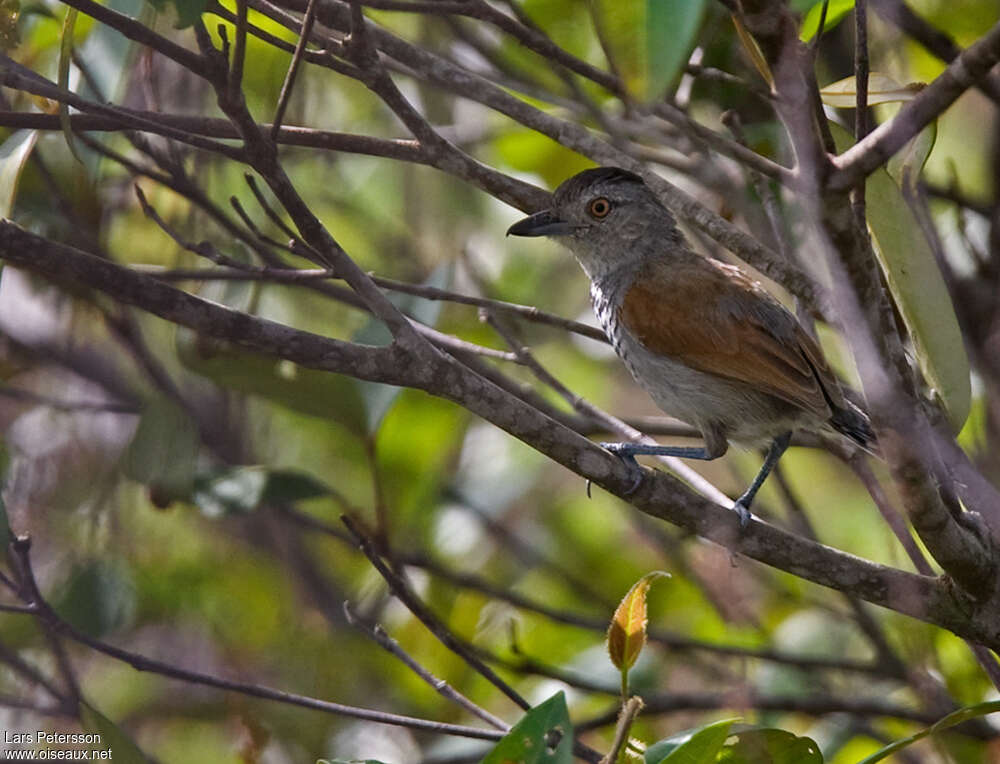 Batara à ailes rousses mâle adulte, identification