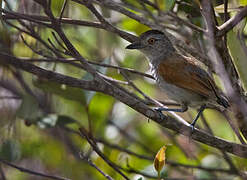 Rufous-winged Antshrike