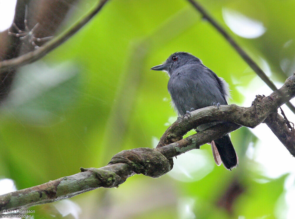 Plain-winged Antshrike