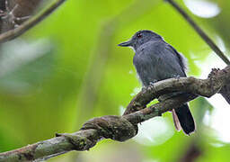 Plain-winged Antshrike