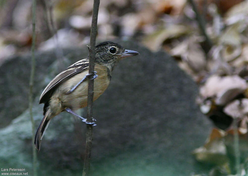 Batara à dos noir mâle immature, identification