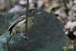 Black-backed Antshrike