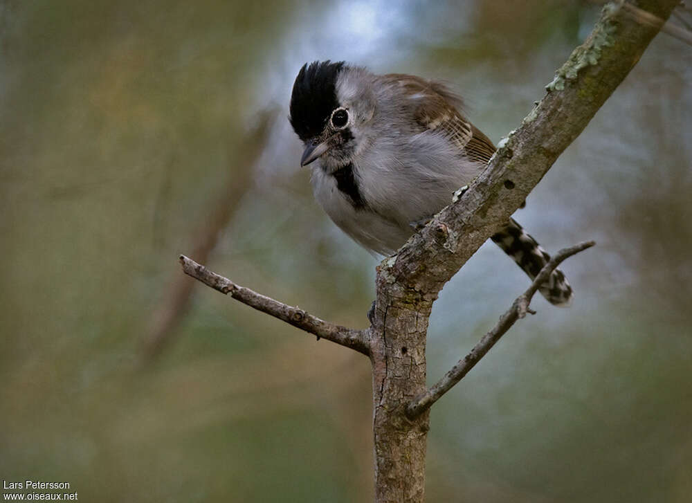 Silvery-cheeked Antshrike