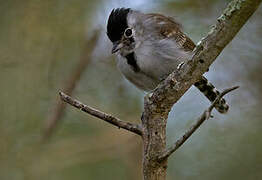 Silvery-cheeked Antshrike