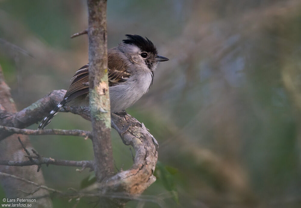 Silvery-cheeked Antshrike