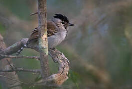 Silvery-cheeked Antshrike