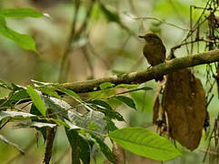 Dusky-throated Antshrike