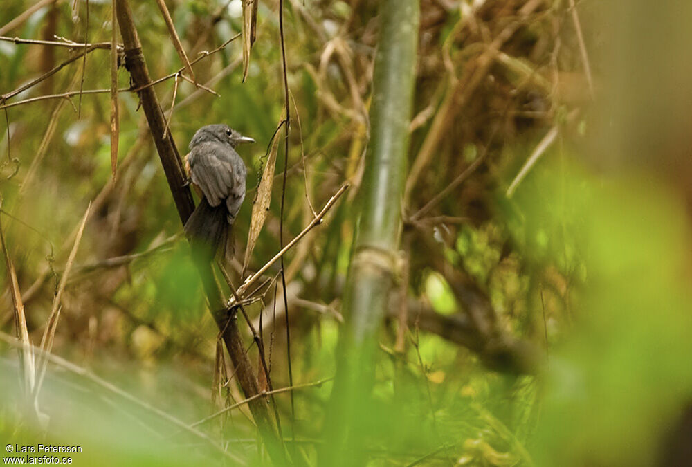 Bluish-slate Antshrike