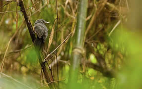 Bluish-slate Antshrike