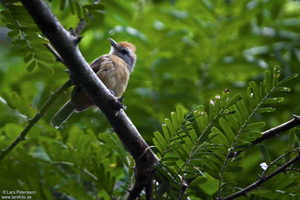 Batara bleuâtre