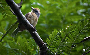 Variable Antshrike