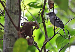 Amazonian Antshrike