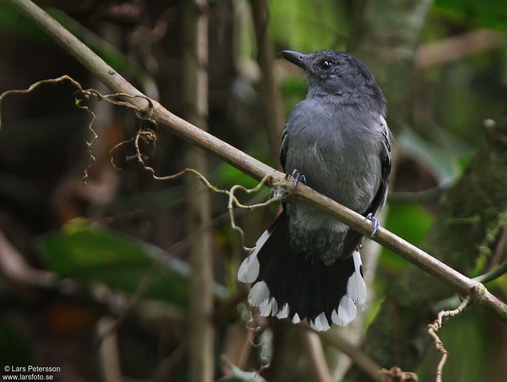 Amazonian Antshrike