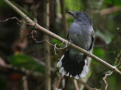 Amazonian Antshrike