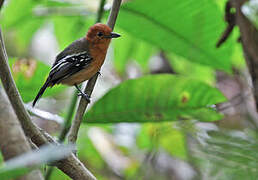 Amazonian Antshrike