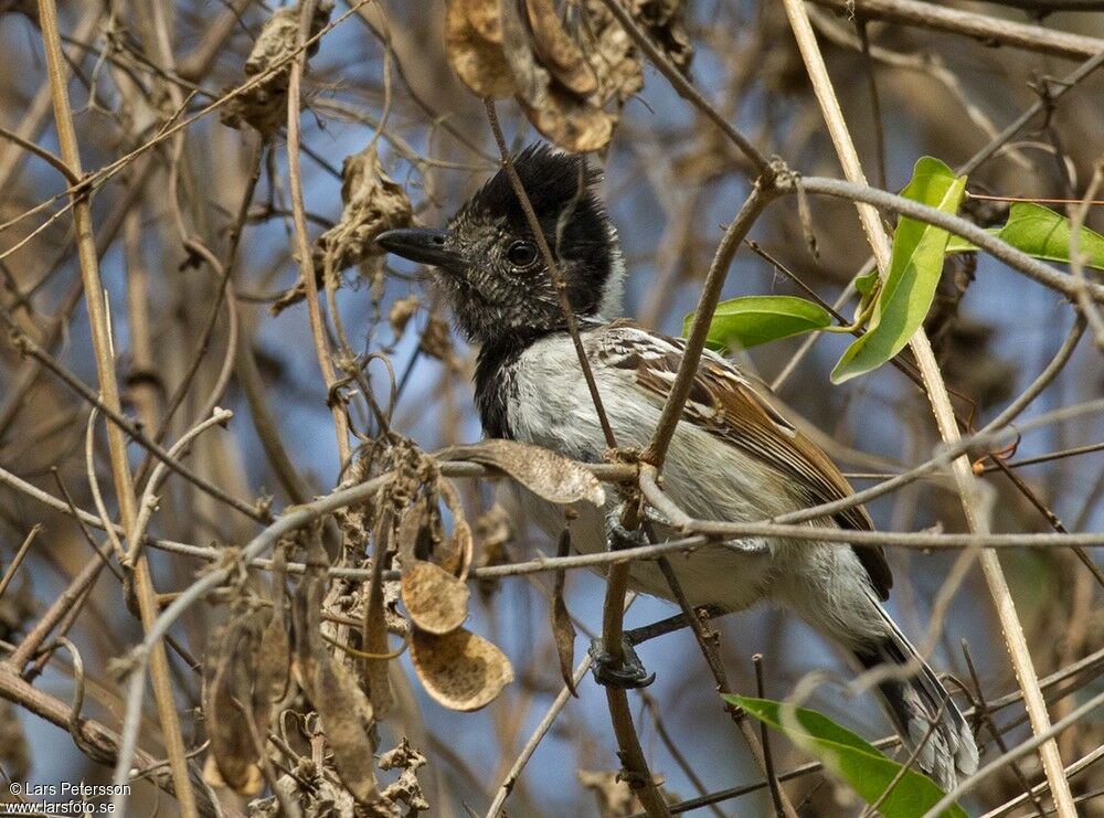 Collared Antshrike