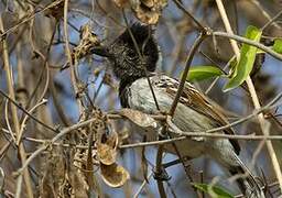 Collared Antshrike