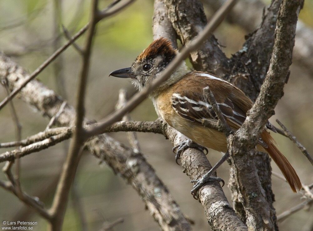 Collared Antshrike