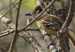 Collared Antshrike