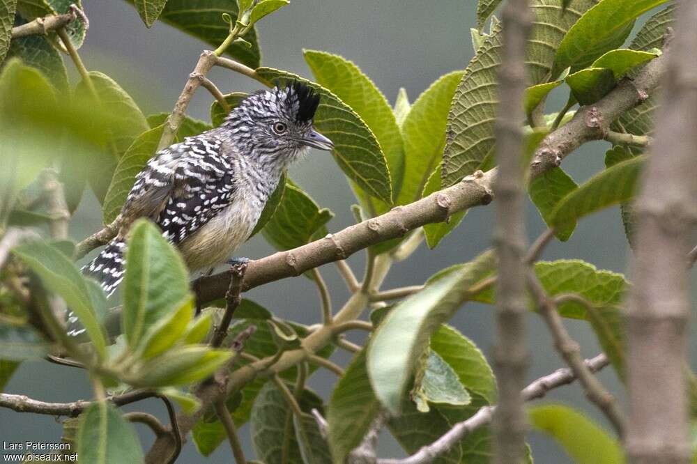 Chapman's Antshrike male adult, identification