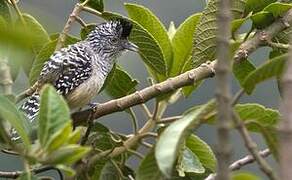 Chapman's Antshrike