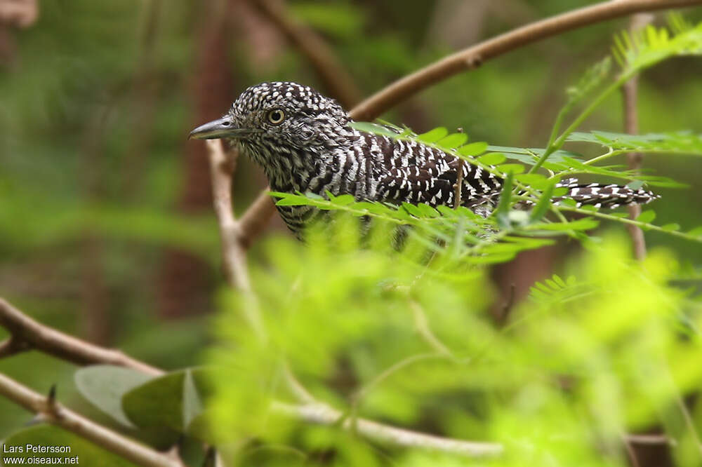 Bar-crested Antshrike male adult, habitat, pigmentation