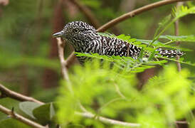 Bar-crested Antshrike