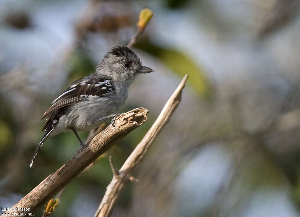 Batara de Pelzeln mâle adulte, identification