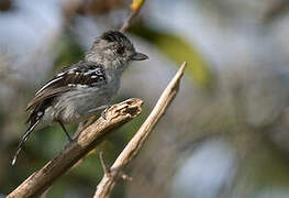 Planalto Slaty Antshrike